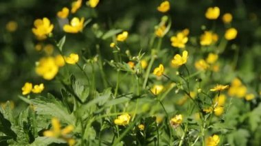 yeşil alan ve küçük sarı çiçekler
