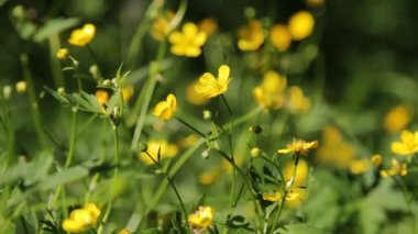 yeşil alan ve küçük sarı çiçekler