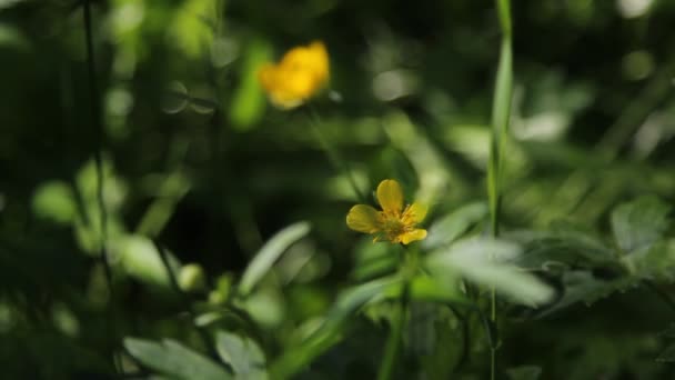 Campo verde e pequenas flores amarelas — Vídeo de Stock