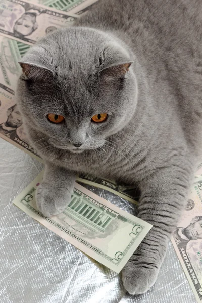 Chat et dollars — Photo