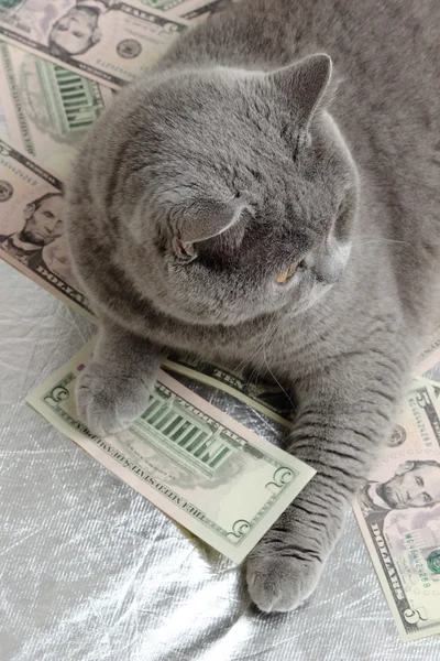 Chat et dollars — Photo