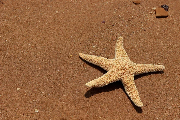 Фото Морской Звезды В Море
