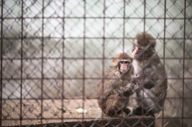 Sad monkeys behind bars in captivity clipart