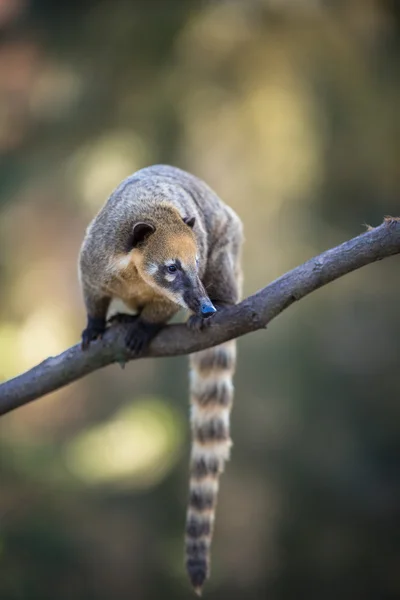 Portrait d'un Coati au nez blanc très mignon — Photo