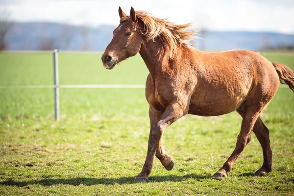 Hästen körs på fältet — Stockfoto