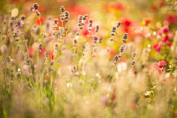Красиві деталях поля лаванди라벤더 밭의 아름 다운 세부 사항 — 스톡 사진