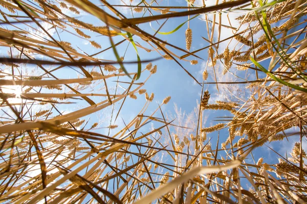 Campo de trigo contra el hermoso cielo azul de verano con nubes —  Fotos de Stock