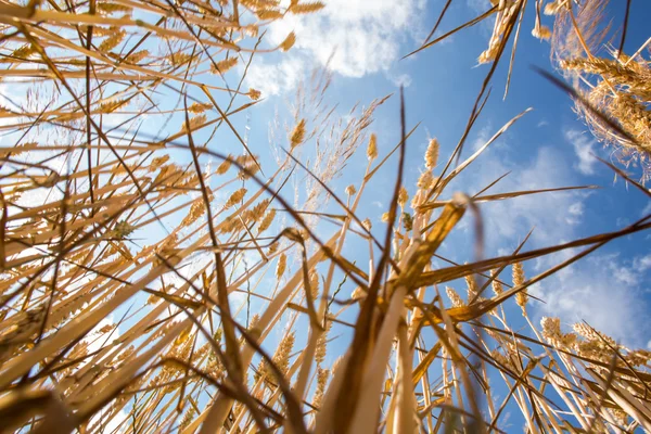 Campo de trigo contra el hermoso cielo azul de verano con nubes —  Fotos de Stock