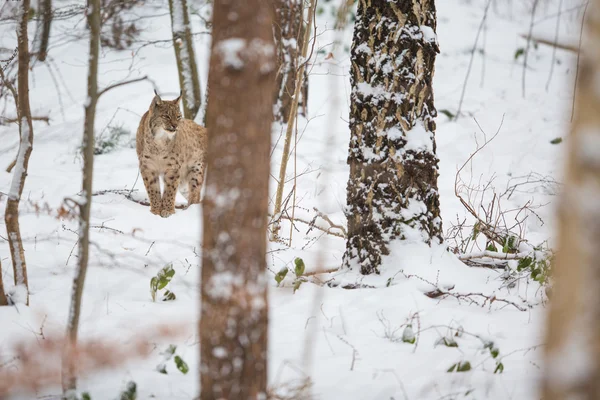 Eurasiska lodjur (Lynx lynx) gå tyst i snö — Stockfoto