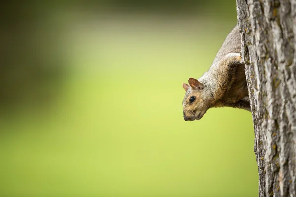 Eastern Grey Squirrel — Stock Photo, Image