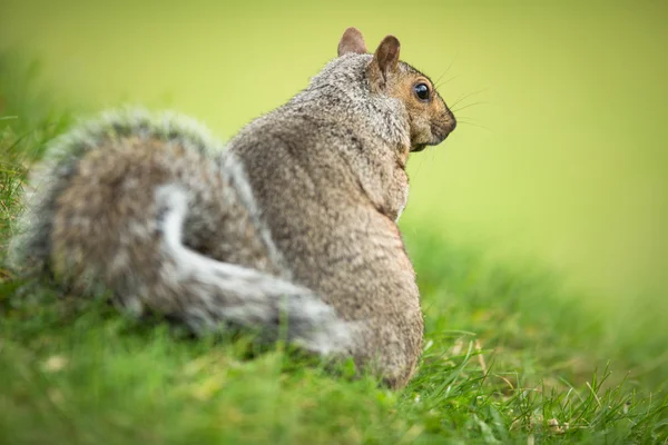 Oostelijke grijze eekhoorn — Stockfoto