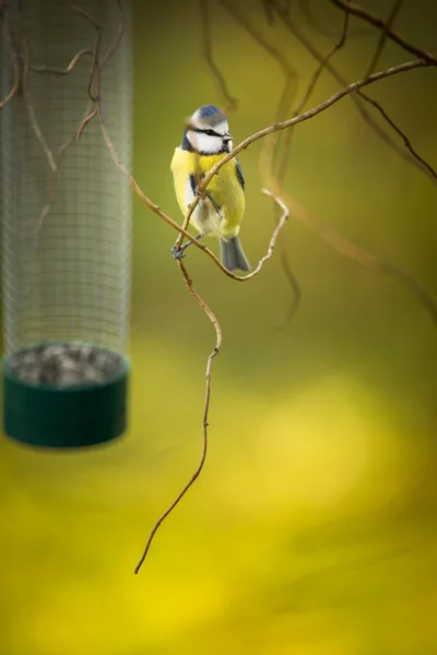 Tiny Blue tit on a feeder in a garden, hungry during winter — Stock Photo, Image