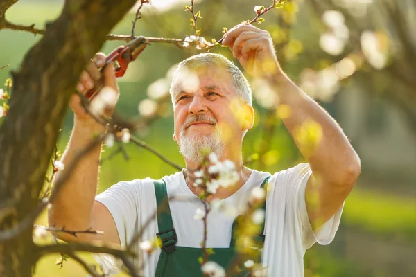 Retrato de un apuesto hombre mayor jardinería en su jardín — Foto de Stock