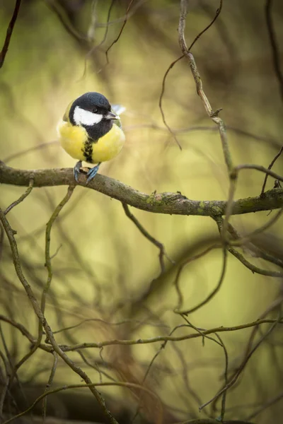 Pequeña teta azul en un comedero en un jardín, hambriento durante el invierno — Foto de Stock