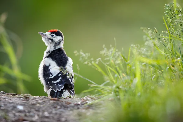 Young Great Spotted Woodpecker on the ground right after leaving