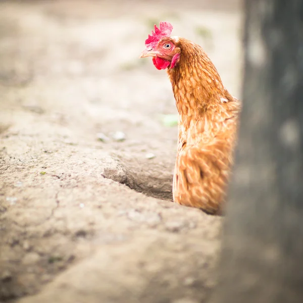 Bir çiftlik içinde tavuk — Stok fotoğraf