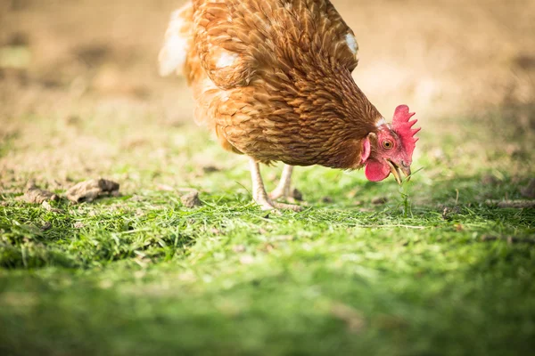 Hen in a farmyard — Stock Photo, Image