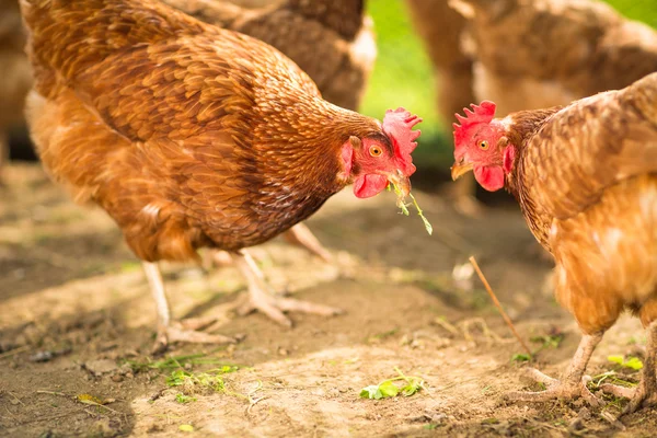 Hen in a farmyard — Stock Photo, Image