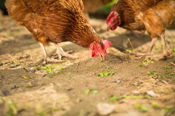 Hen in a farmyard — Stock Photo, Image