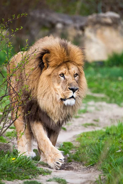 Macestic lion promenader — Stockfoto