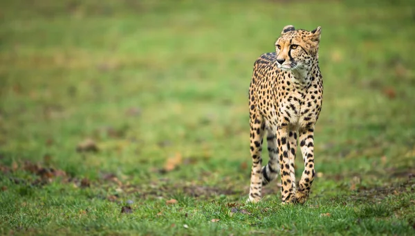 Ghepardo (Acinonyx jubatus ) — Foto Stock