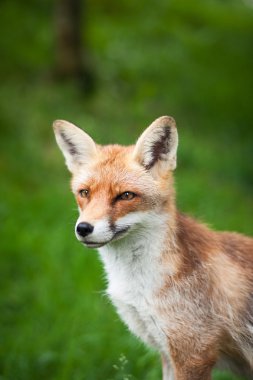 Kızıl Tilki (Vulpes vulpes) 