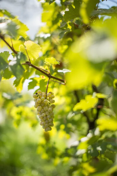Białe wino z winogron w winnicy tuż przed zbiorem — Zdjęcie stockowe