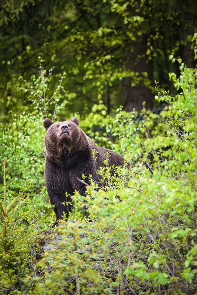 Urso castanho (Ursus arctos) — Fotografia de Stock