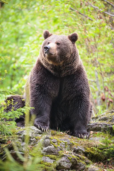 Бурый медведь (Ursus arctos)) — стоковое фото