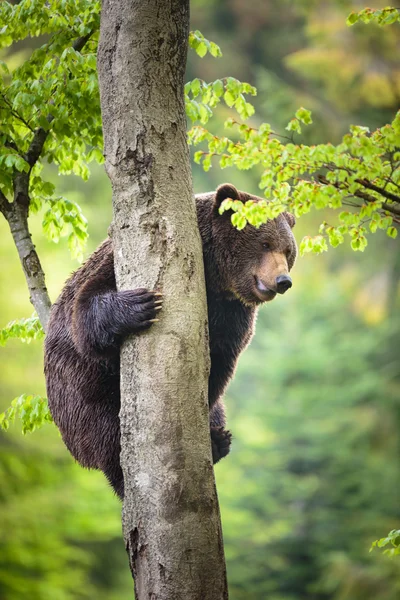 Urso-pardo (Ursus arctos), escalada — Fotografia de Stock