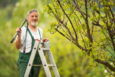 Senior man gardening in his garden clipart