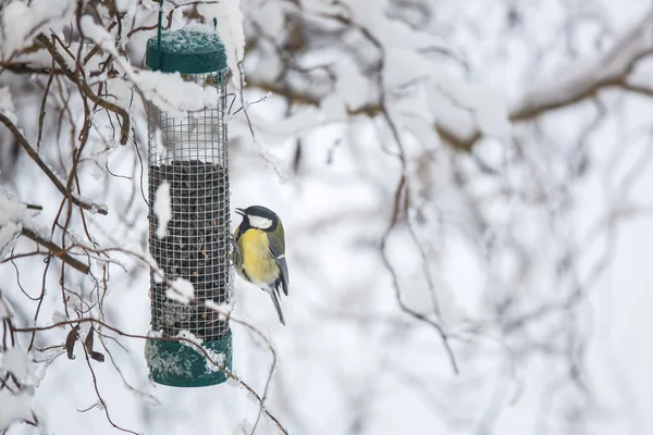 Pequeña teta azul en un comedero en un jardín, hambriento durante el invierno — Foto de Stock