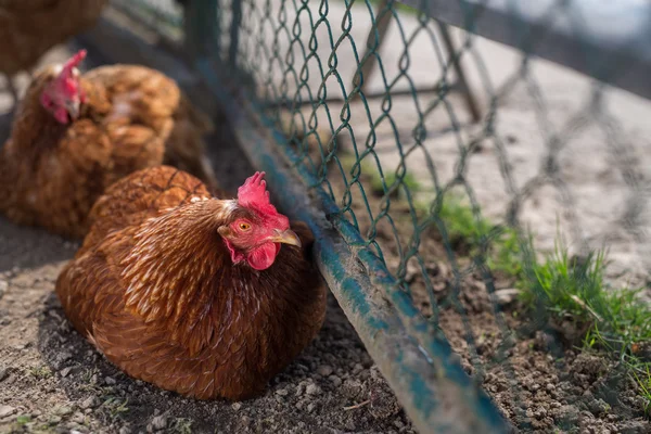 Hen in a farmyard — Stock Photo, Image