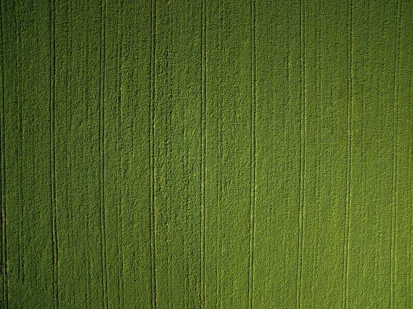 Terras agrícolas de cima - imagem aérea de um verde exuberante arquivado — Fotografia de Stock