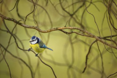 Tiny Blue tit on a feeder in a garden, hungry during winter clipart