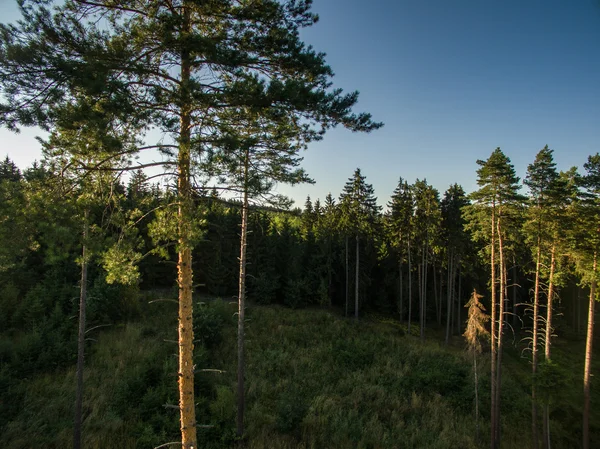 Vista aérea de vastos bosques — Foto de Stock