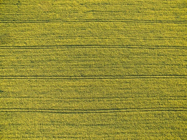 Las tierras de cultivo de arriba - la imagen aérea de un verde exuberante archivado —  Fotos de Stock