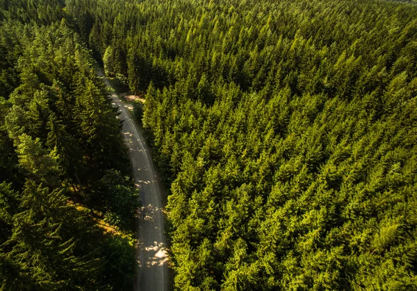 Widok z powietrza na rozległe lasy — Zdjęcie stockowe