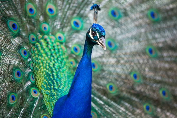 Splendid peacock with feathers out (Pavo cristatus) — Stock Photo, Image