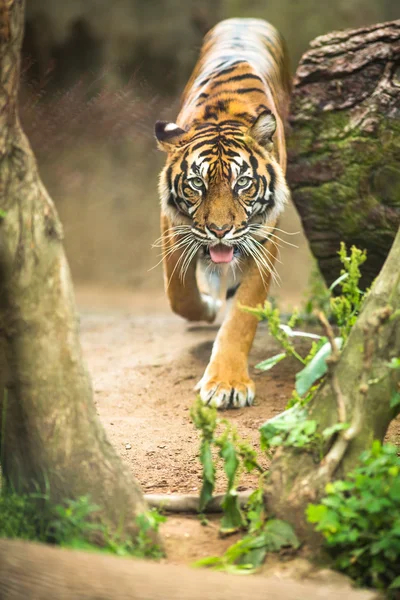 Closeup de um tigre siberiano também conhecido como tigre Amur — Fotografia de Stock