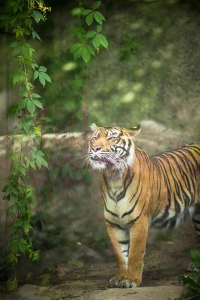 Крупним планом сибірський тигр, також відомий як амурський тигр — стокове фото