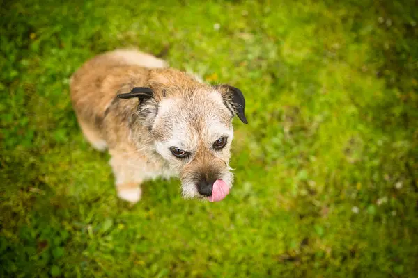 Porträt eines niedlichen Hundes, der auf einem grünen Rasen sitzt und nach oben schaut — Stockfoto