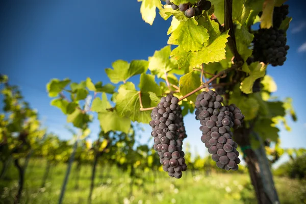 Grandi grappoli di uva da vino rossa pendono da un vecchio vitigno — Foto Stock