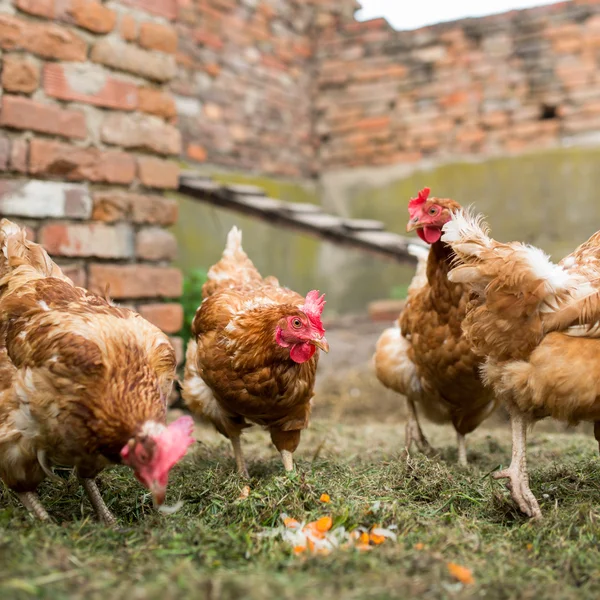 Hens in a farmyard (Gallus gallus domesticus) — Stock Photo, Image