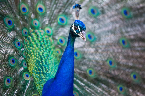 Splendid peacock with feathers out (Pavo cristatus) — Stock Photo, Image