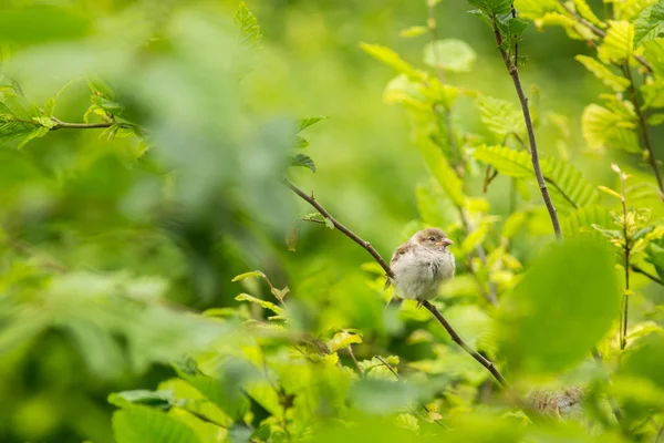 Vrabec domácí (Passer domesticus) na větvi proti svěží zelené — Stock fotografie