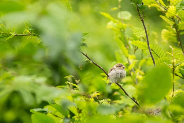 Huismus (Passer domesticus) op een tak tegen weelderige groen — Stockfoto