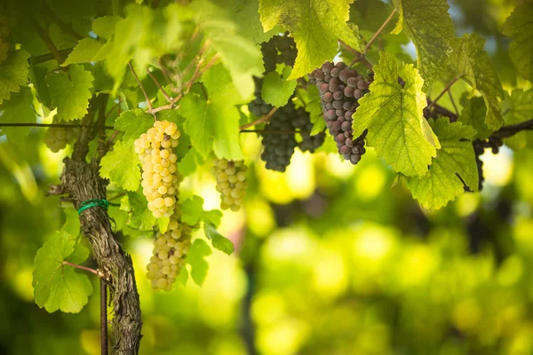 Dikke trossen rode wijn druiven van een oude wijnstok hangen — Stockfoto