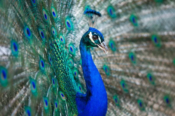 Splendid peacock with feathers out (Pavo cristatus) — Stock Photo, Image