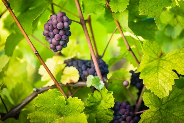 Grandes racimos de uvas tintas cuelgan de una vid vieja —  Fotos de Stock